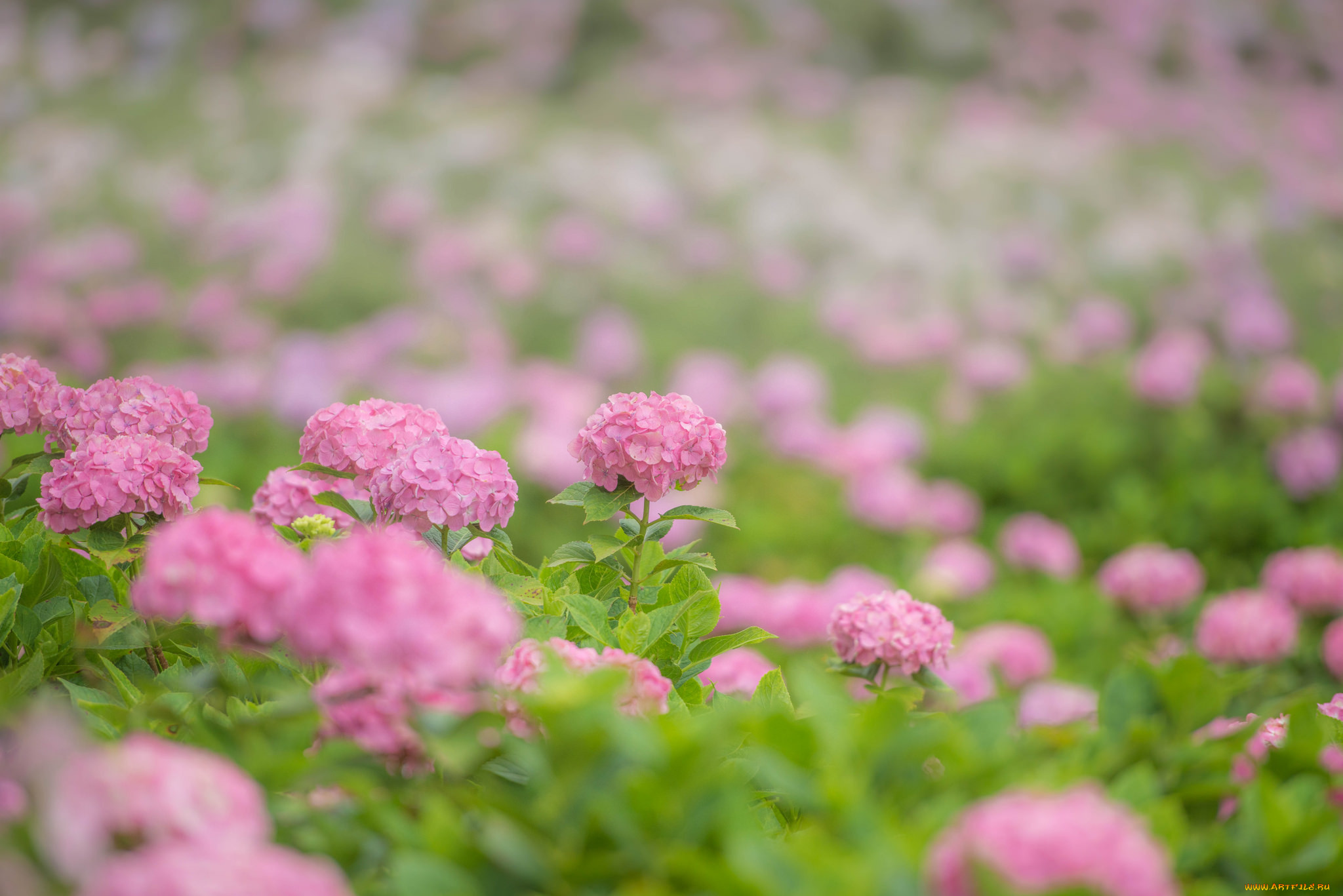 , , , pink, flowers